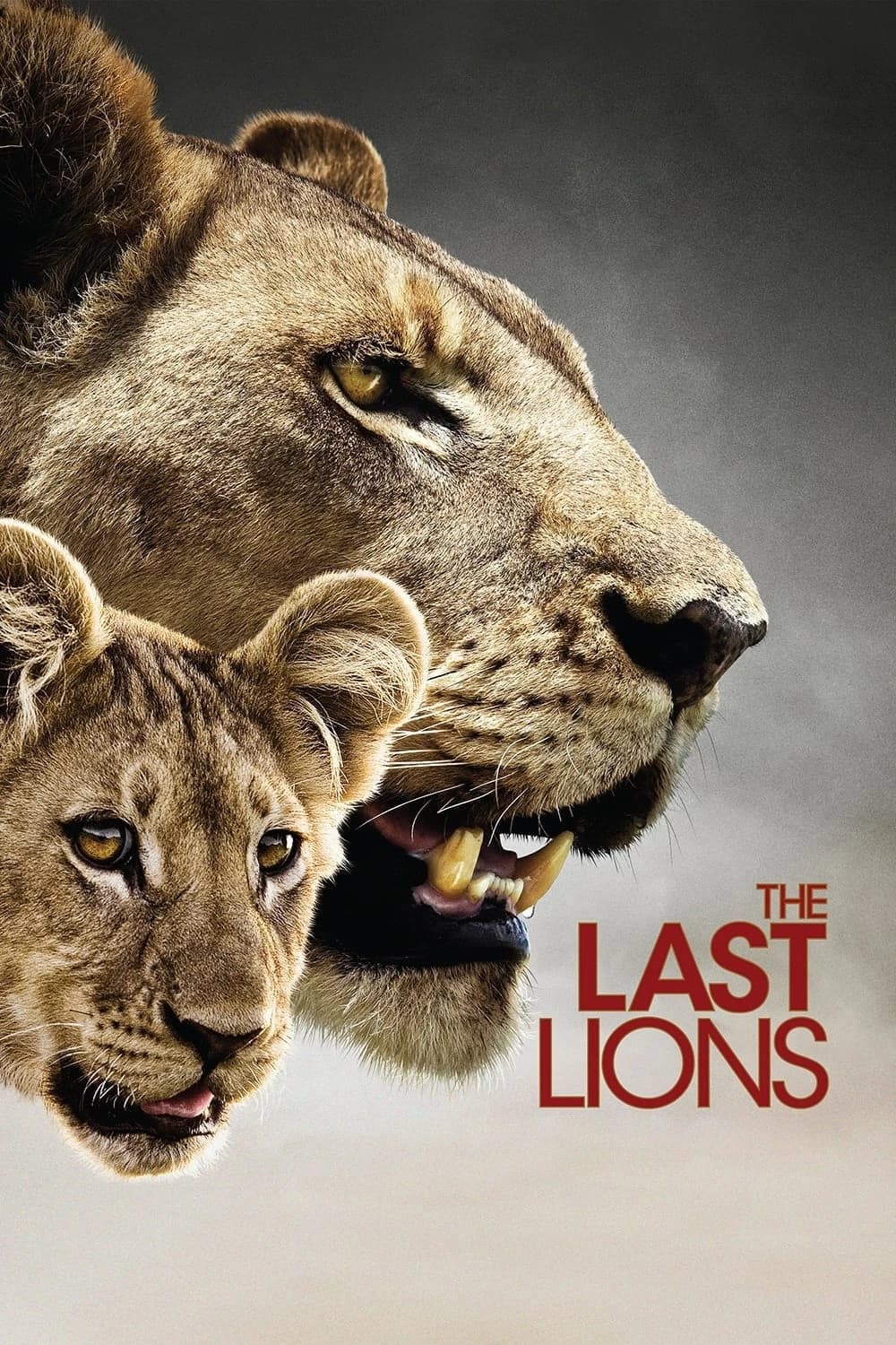 Xem phim Bầy Sư Tử Cuối Cùng - The Last Lions