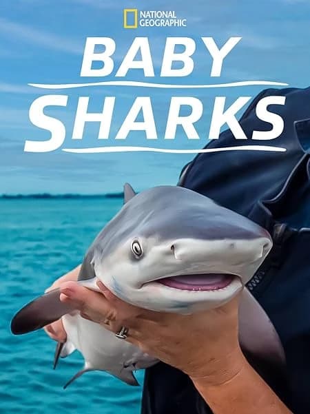 Xem phim Cá Mập Con - Baby Sharks