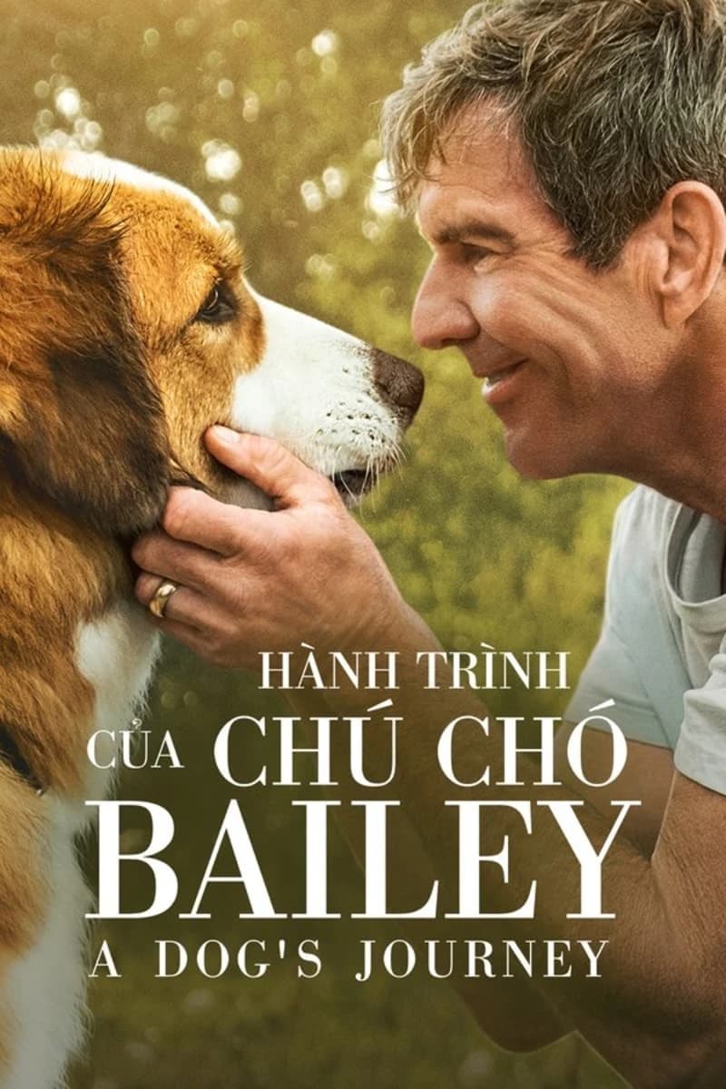 Xem phim Hành Trình Của Chú Chó Bailey - A Dog's Journey
