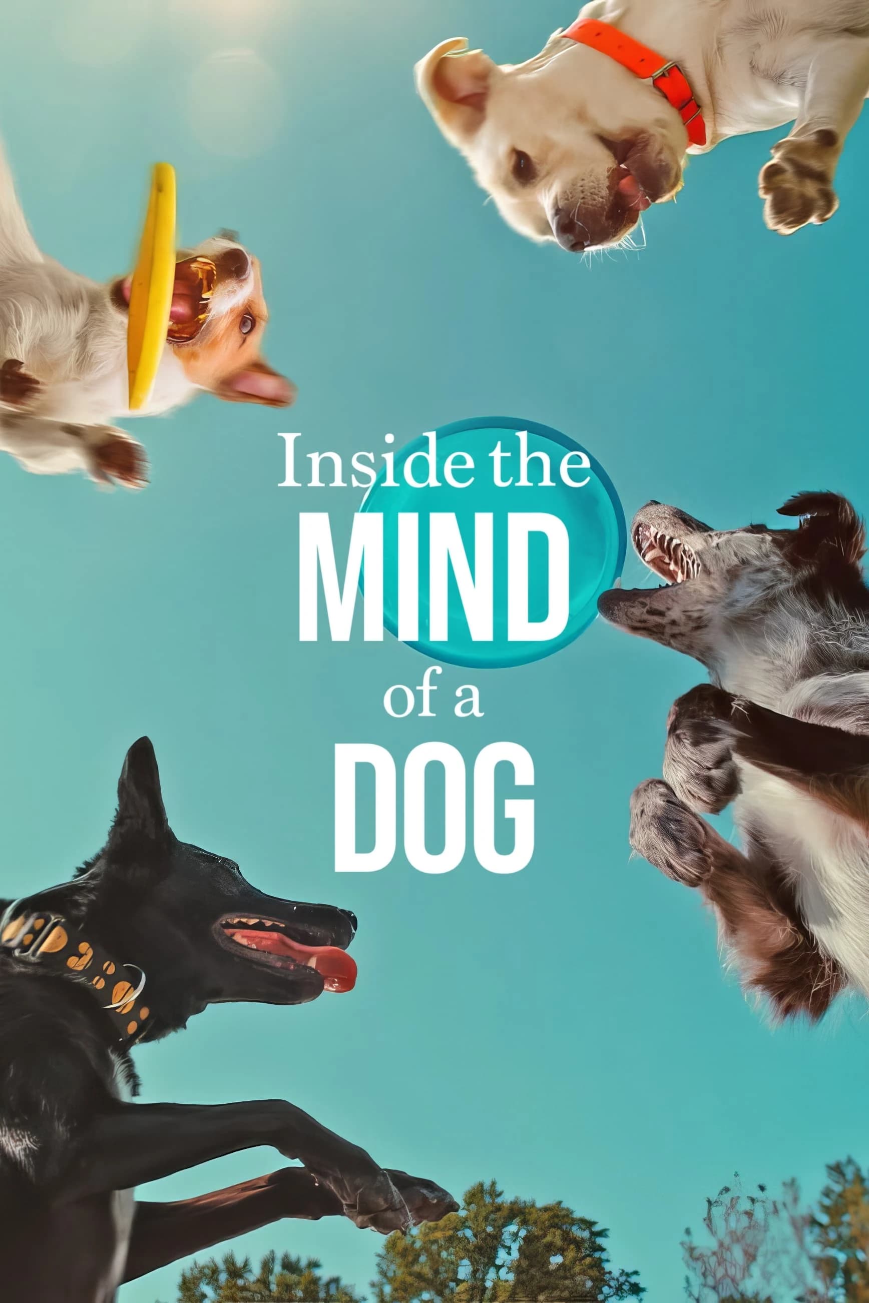 Xem phim Những chú chó nghĩ gì - Inside the Mind of a Dog