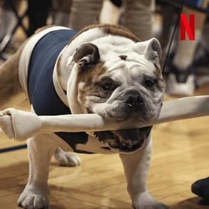 Xem phim Những Chú Chó (Phần 2) - Dogs (Season 2)