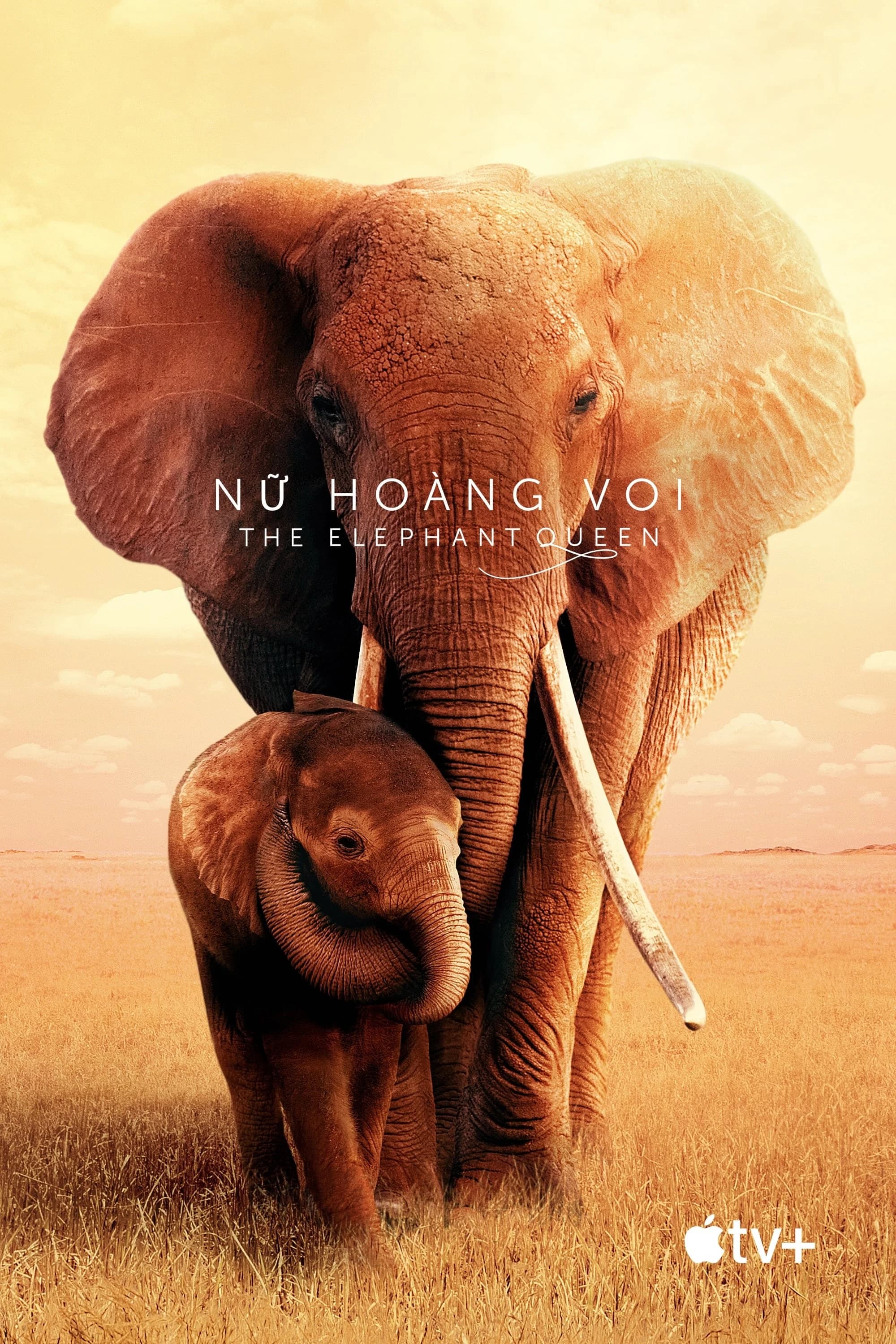Xem phim Nữ Hoàng Voi - The Elephant Queen