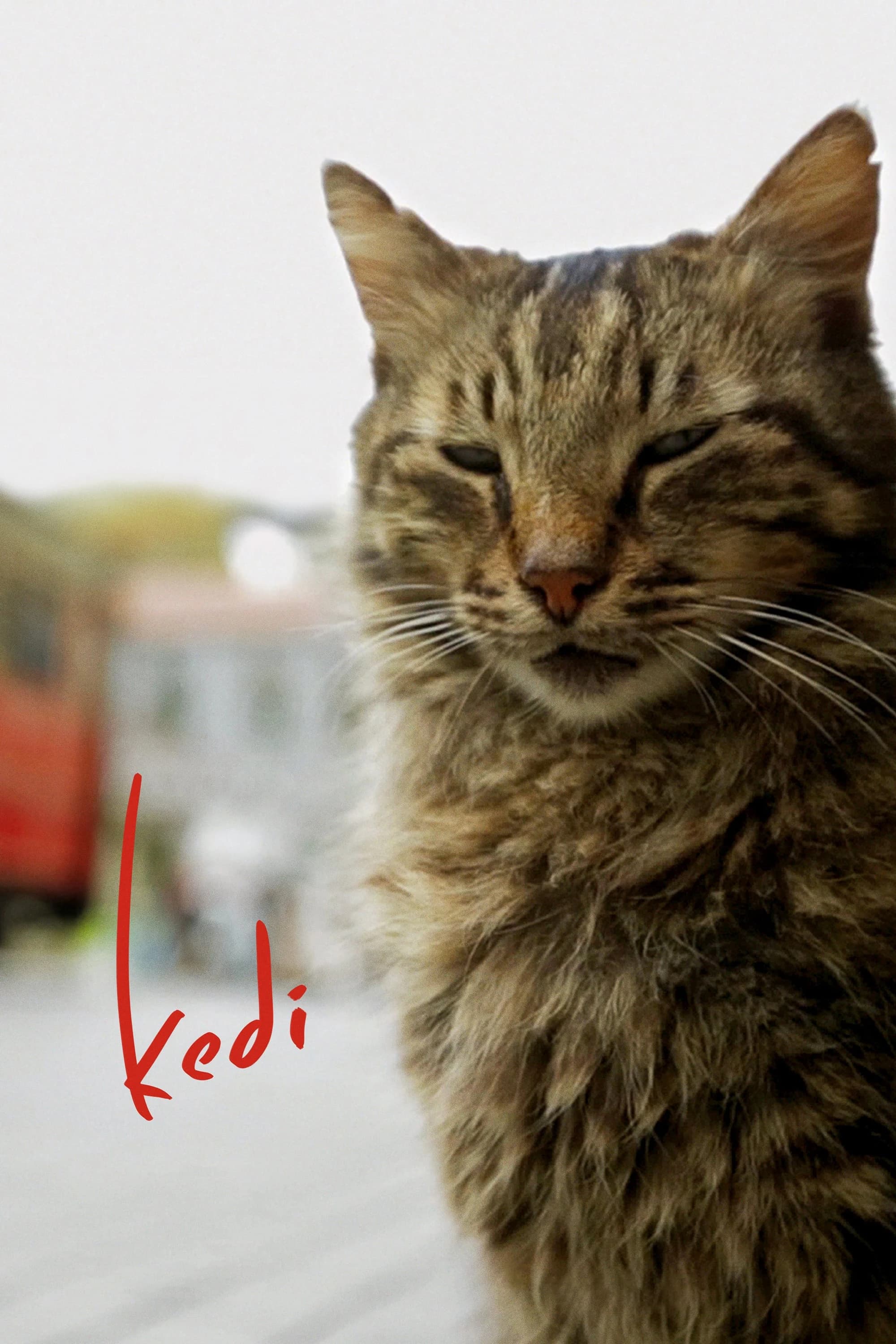 Xem phim Thế Giới Loài Mèo - Kedi