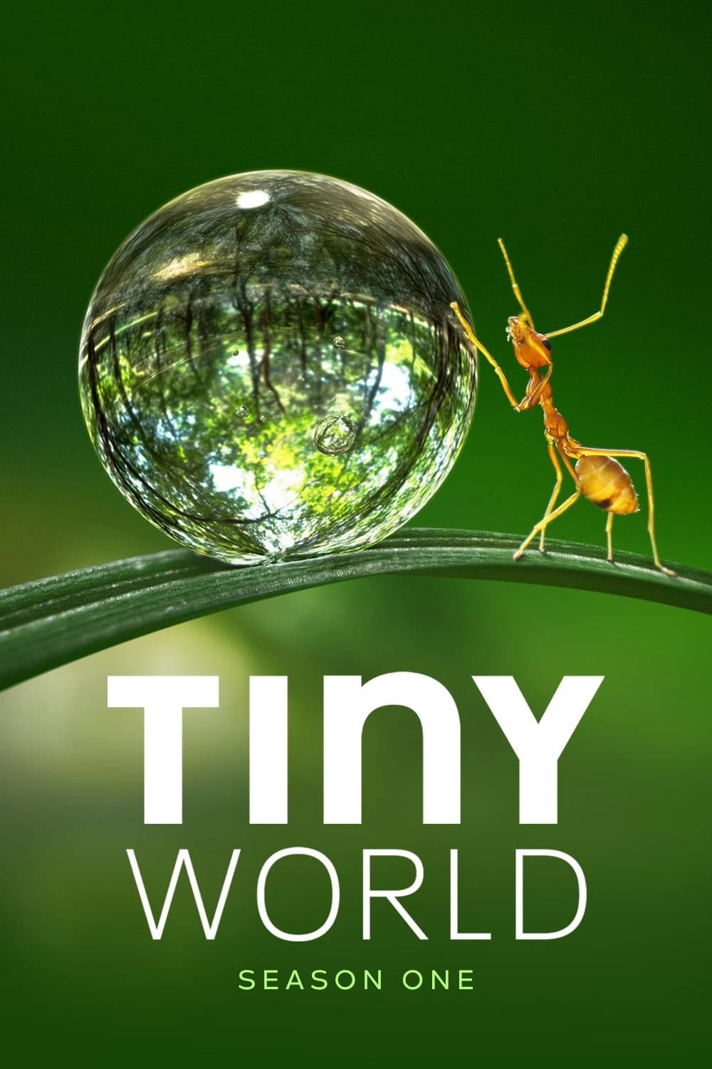 Xem phim Thế Giới Siêu Nhỏ (Phần 1) - Tiny World (Season 1)
