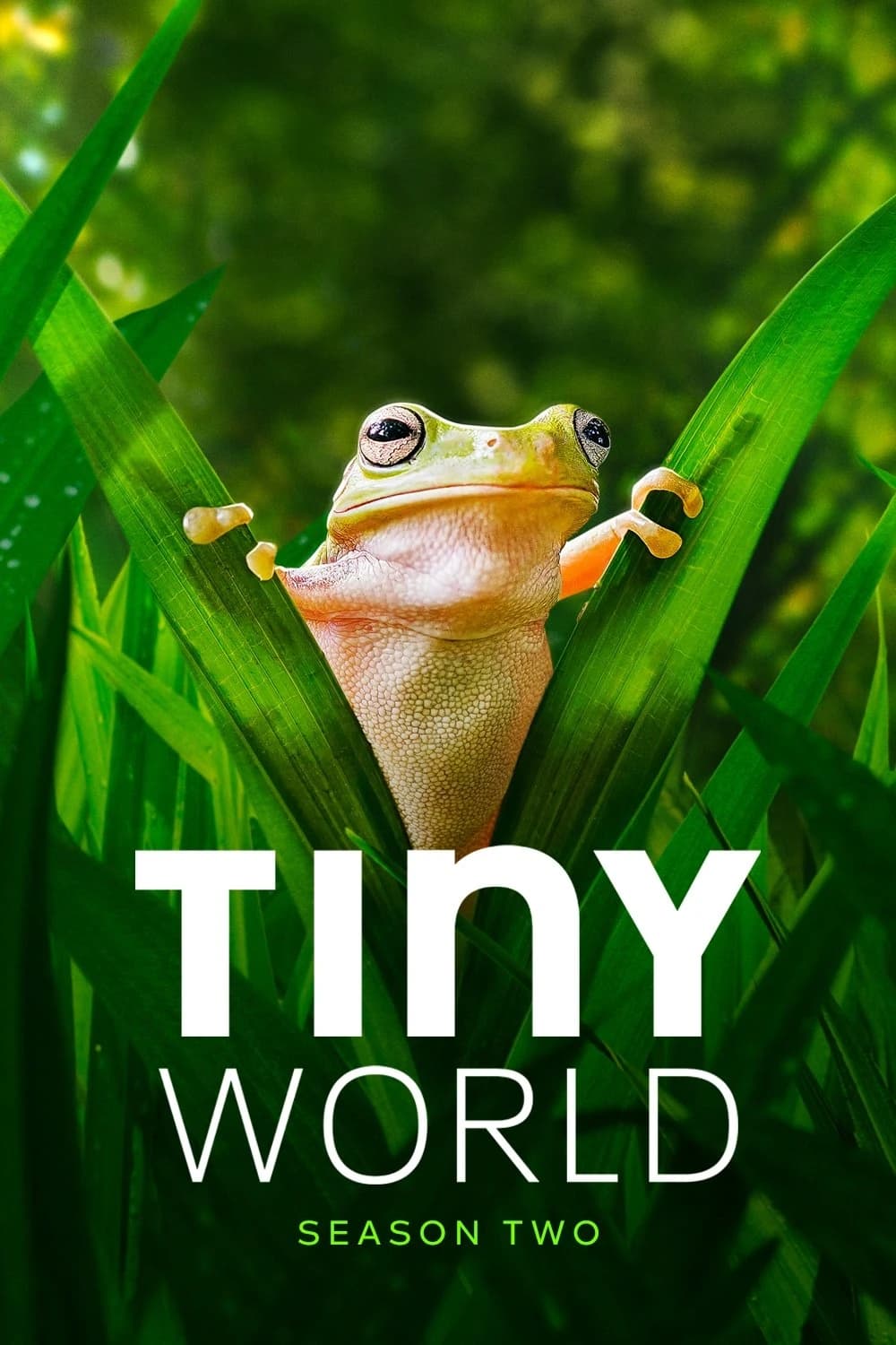 Xem phim Thế Giới Siêu Nhỏ (Phần 2) - Tiny World (Season 2)