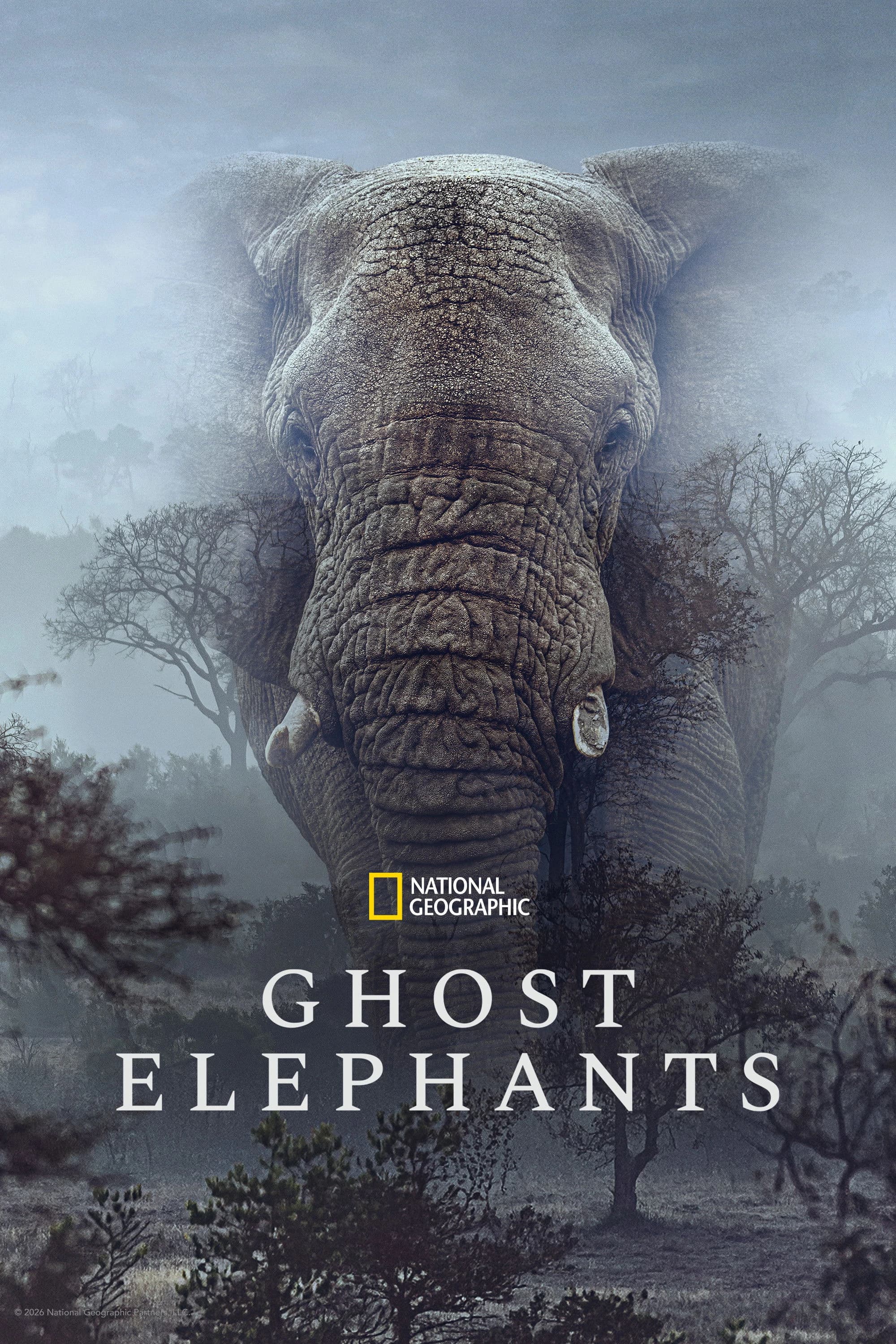 Xem phim Voi Ma - Ghost Elephants